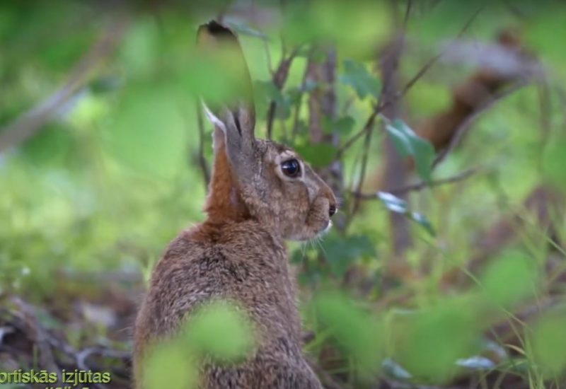 Emotional turmoil, wild hare