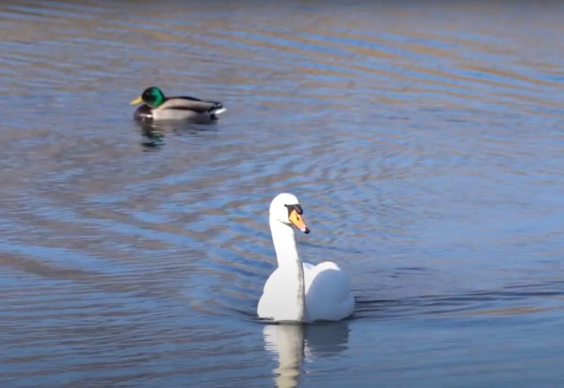 Touch of nature, Duck in water