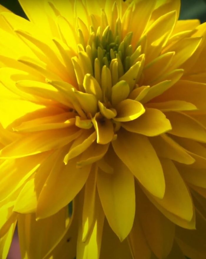 Yellow Color Beautiful Flower