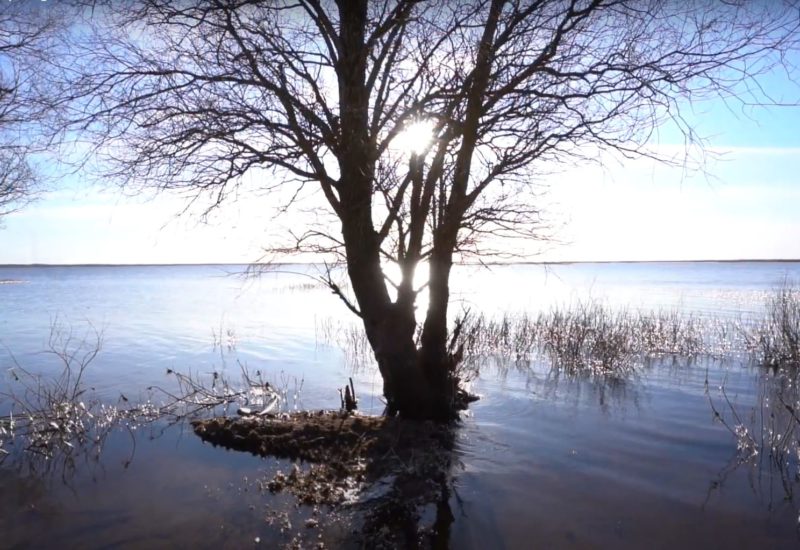 tree in water with Sunshine