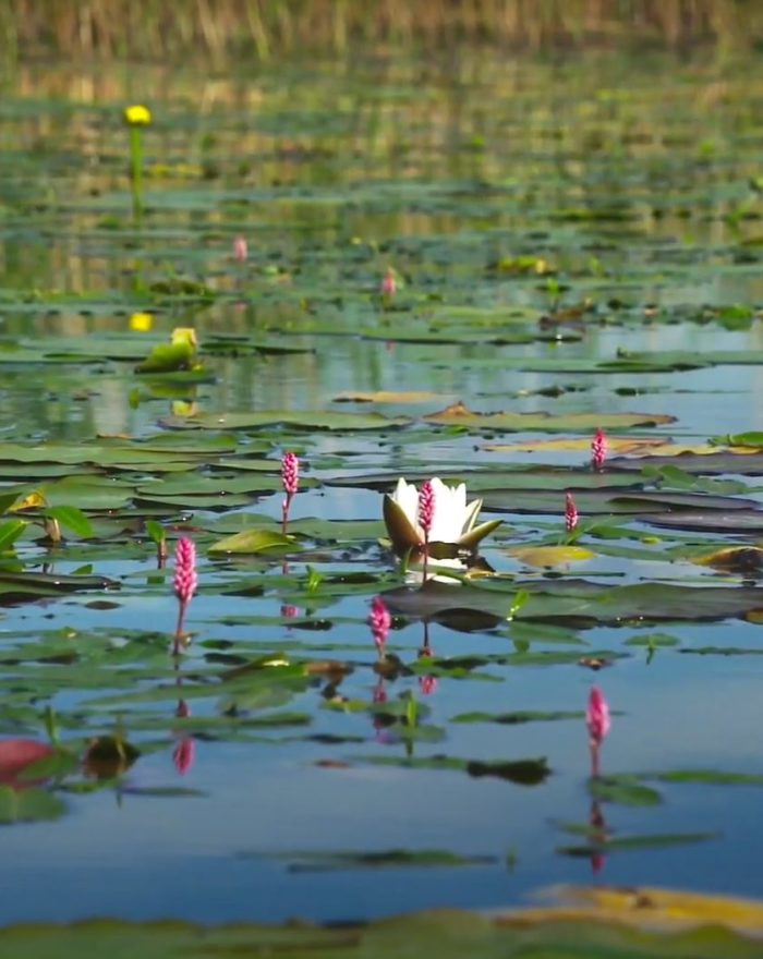 lotus flower in water and water reflection