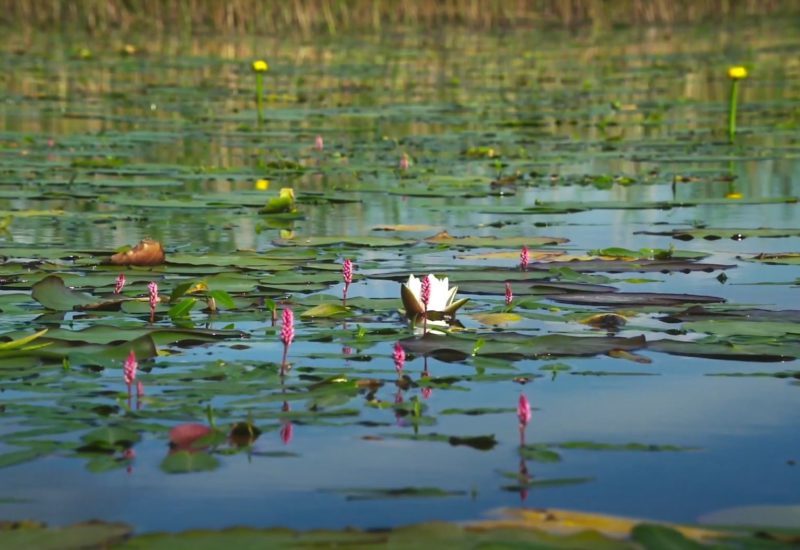 lotus flower in water and water reflection