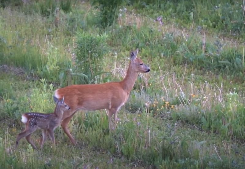 wonders of nature, deer in bushes with fawn